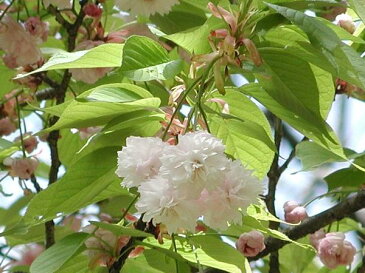 2019年4月頃開花予定桜苗【菊枝垂桜 】【しだれ桜】桜　庭木