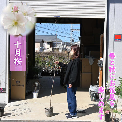十月桜 桜苗 春と秋に開花が楽しめる　少しおおきめの苗