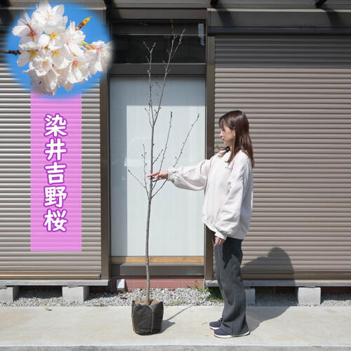 2024年開花苗 桜苗 染井吉野桜 苗木 ソメイヨシノ植樹用の大きめの染井吉野桜