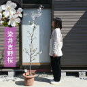 2024年4月中旬開花中 桜苗 染井吉野桜 苗木 ソメイヨシノ 植樹用の大きめの染井吉野桜