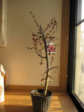 2018年開花予定 桜苗【花海棠桜 】【桜】 大苗桜庭木