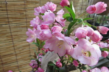 盆栽：花海棠桜ポット苗　2014年開花予定苗