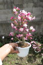 盆栽：花海棠ハナカイドウポット苗　2023年4月中頃開花予定苗