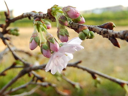 冬に咲く十月桜盆栽十月サクラ盆栽10月桜盆栽冬と春に咲く二季咲のサクラが楽しめますめずらしい桜【桜 盆栽】2020年11月開花花芽付の桜盆栽となります。