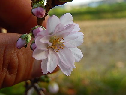 冬に咲く十月桜盆栽十月サクラ盆栽10月桜盆栽冬と春に咲く二季咲のサクラが楽しめますめずらしい桜【桜 盆栽】2020年11月開花花芽付の桜盆栽となります。