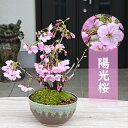 2024年3月に開花陽光桜鉢植え大輪の一重咲　桜早咲き　寒桜紅吉野桜育てやすいさくら