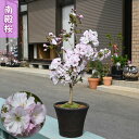 2025年4月上旬開花中 誕生日の贈り物に 南殿桜 鉢植え 5月にサクラのお花見を 5月に開花 開花調整 母の日ギフト