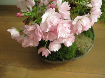 盆栽:桜ともみじ盛り合わせ :【送料無料】桜紅葉盆栽