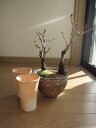 さくら盆栽で自宅でサクラのお花見桜盆栽で4月に自宅でお花見が楽しめますツイン桜お花見セット盆栽桜盆栽信楽鉢入りミニ盆栽のさくら