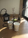 自宅でお花見が楽しめる桜盆栽ツイン桜海雲フルセット盆栽桜 盆栽盆栽桜信楽鉢入り2022年花芽付の桜盆栽となります。