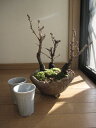 2025年4月頃開花の桜盆栽:桜の盛り合わせ :【送料無料】お花見乾杯二人盆栽