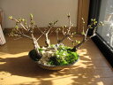 桜盆栽桜舟盛り桜盆栽お祝い桜五桜盆栽信楽鉢入り　お届けは葉桜盆栽となります。　送料無料