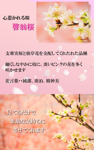 楽天市場 21年年始の贈り物に春を感じる冬にお花見桜の切花 春 桜 花 枝 販売 きれい かわいいさくらお祝いの贈り物に奈良県吉野 啓翁桜 花束啓翁桜の花束 啓翁桜 けいおうさくら お花の贈り物奈良県吉野産啓翁桜です 園芸百貨店何でも揃うこぼんさい 楽天市場 21年年始の贈り物に春を感じる冬にお花見桜の切花 春 桜 花 枝 販売 きれい かわいいさくらお祝いの贈り物に奈良県吉野 啓翁桜 花束啓翁桜の花束 啓翁桜 けいおうさくら お花の贈り物奈良県吉野産啓翁桜です 園芸百貨店何でも揃うこぼんさい