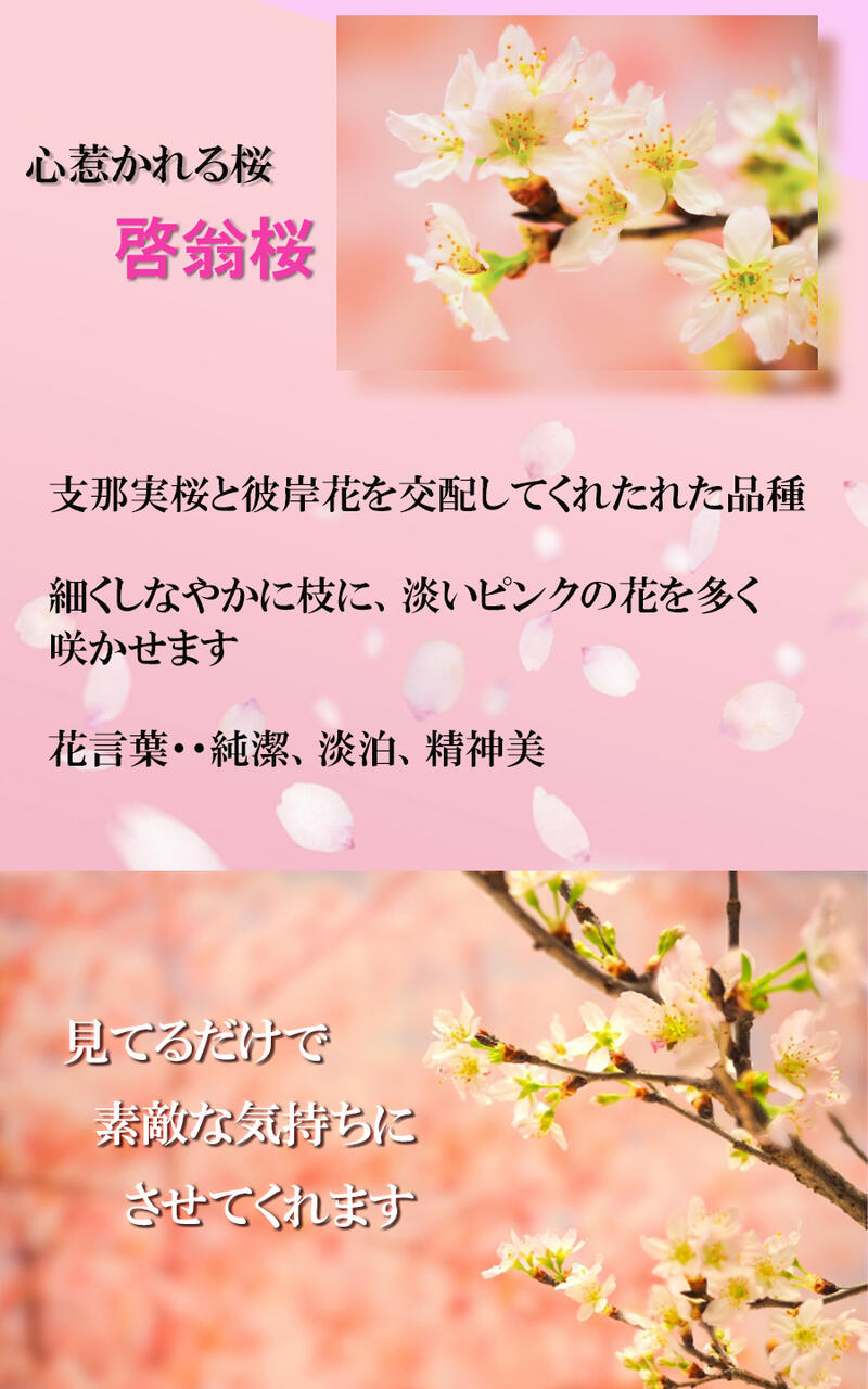 楽天市場 21年年始の贈り物に春を感じる冬にお花見桜の切花 春 桜 花 枝 販売 きれい かわいいさくらお祝いの贈り物に奈良県吉野 啓翁桜 花束啓翁桜の花束 啓翁桜 けいおうさくら お花の贈り物奈良県吉野産啓翁桜です 園芸百貨店何でも揃うこぼんさい