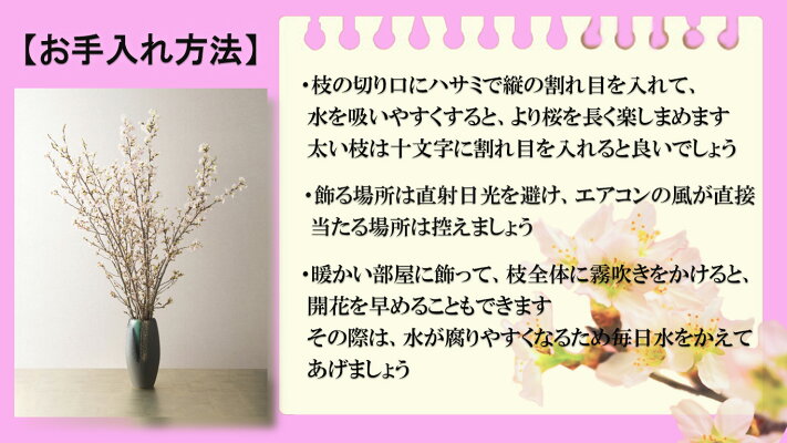 楽天市場 21年年始の贈り物に春を感じる冬にお花見桜の切花 春 桜 花 枝 販売 きれい かわいいさくらお祝いの贈り物に奈良県吉野 啓翁桜 花束啓翁桜の花束 啓翁桜 けいおうさくら お花の贈り物奈良県吉野産啓翁桜です 園芸百貨店何でも揃うこぼんさい 楽天市場 21年年始の贈り物に春を感じる冬にお花見桜の切花 春 桜 花 枝 販売 きれい かわいいさくらお祝いの贈り物に奈良県吉野 啓翁桜 花束啓翁桜の花束 啓翁桜 けいおうさくら お花の贈り物奈良県吉野産啓翁桜です 園芸百貨店何でも揃うこぼんさい