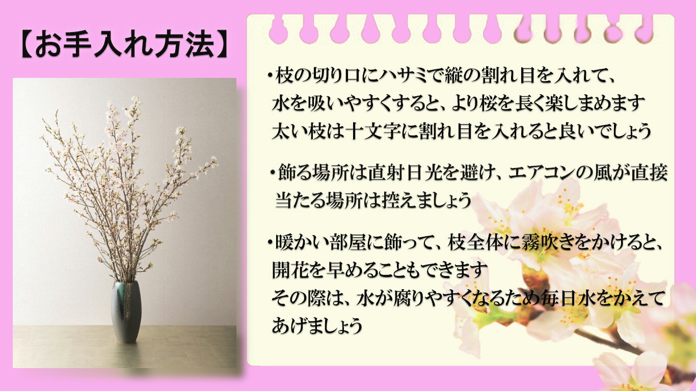 楽天市場 21年年始の贈り物に春を感じる冬にお花見桜の切花 春 桜 花 枝 販売 きれい かわいいさくらお祝いの贈り物に奈良県吉野 啓翁桜 花束啓翁桜の花束 啓翁桜 けいおうさくら お花の贈り物奈良県吉野産啓翁桜です 園芸百貨店何でも揃うこぼんさい