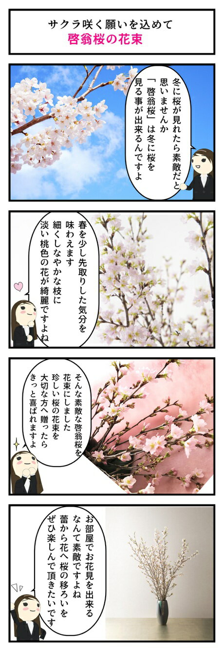 楽天市場 21年年始の贈り物に春を感じる冬にお花見桜の切花 春 桜 花 枝 販売 きれい かわいいさくらお祝いの贈り物に奈良県吉野 啓翁桜 花束啓翁桜の花束 啓翁桜 けいおうさくら お花の贈り物奈良県吉野産啓翁桜です 園芸百貨店何でも揃うこぼんさい