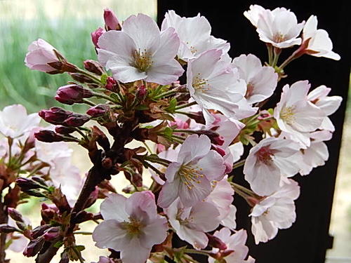 お誕生日プレゼントに自宅でお花見2023年4月開花盆栽桜盆栽殿場桜信楽鉢入り 御殿場桜盆栽海外でも　BONSAI ボンサイ　育てて来年のお花見を楽します