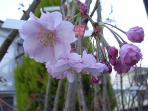 2023年4月開花予定のさくら苗　枝垂れ桜の苗　【しだれ桜】　　八重紅しだれ桜 苗木