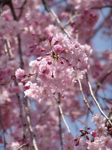八重紅枝垂桜は、平安神宮が創建された明治28年（1895年）仙台市長 遠藤庸治により寄贈されたものだそうです。そのもとは、近衛家に伝来した「糸桜」を津軽藩主が持ち帰り育て、 それが再び京都に帰ったことから「里帰り桜」ともいわれています。 文豪谷崎潤一郎の小説「細雪」にも登場し、京都の春を象徴する桜として、平安神宮・神苑の数ある桜の中でも特に人気があります。 樹高鉢底から約1m ※数量物の為、若干の枝ぶり・高さは異なります。 開花時期3月下旬から4月上旬 蕾と花の色蕾の色・・淡い紅色 花の色・・明るく淡い紅色 花の大きさ・・15ミリから25ミリ 花の様子 八重咲きで、花びらの枚数は15枚から20枚　　　 花言葉 「優美」「ごまかし」 あなたのお家を桜の名所にしませんか？ 桜の育て方 桜の植樹方法 日常の管理 桜の診断 桜の管理方法