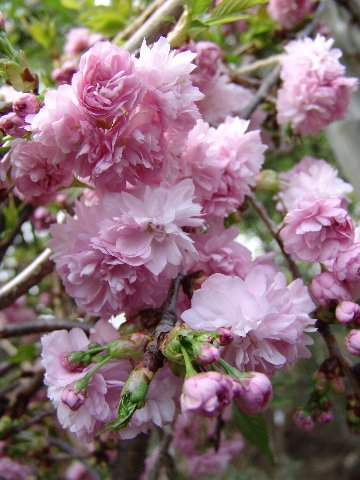 4月開花桜苗【菊枝垂桜 】しだれ桜 1