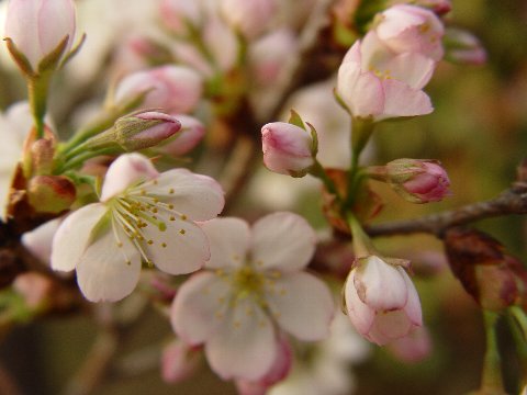 　家の庭や玄関に　桜で景色をより美しく　 小さな　美化運動は　桜を育てること 桜苗【 紅鶴桜】【桜】