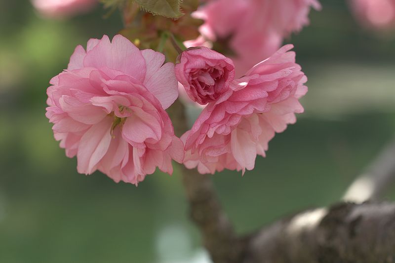 　家の庭や玄関に　桜で景色をより美しく　 小さな　美化運動は　桜を育てること 樹高約　1m〜桜苗【奈良八重桜 】【桜】