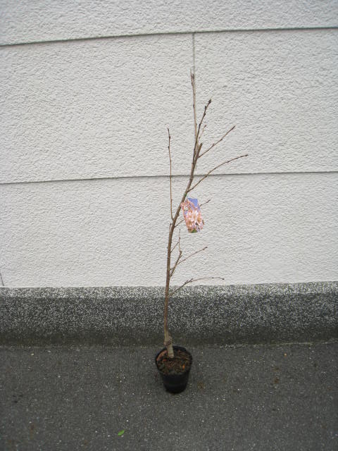 記念樹シンボルのツリーに4月初旬頃開花しょぼくありませんさく