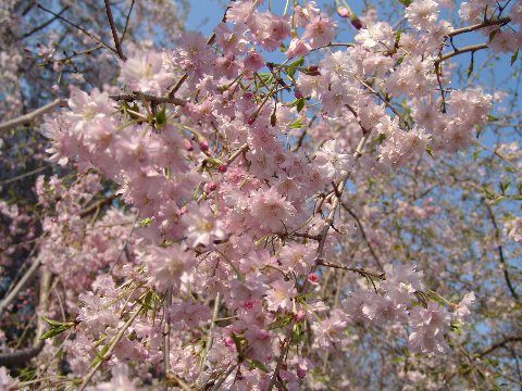 　家の庭や玄関に　桜で景色をより美しく　 小さな　美化運動は　桜を育てること 桜苗【 雨情枝垂桜】【しだれ桜】