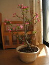 4月に開花盆栽：花海棠ハナカイドウ盆栽自宅でお花見が楽しめます