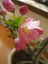盆栽：ハナカイドウ　花海棠