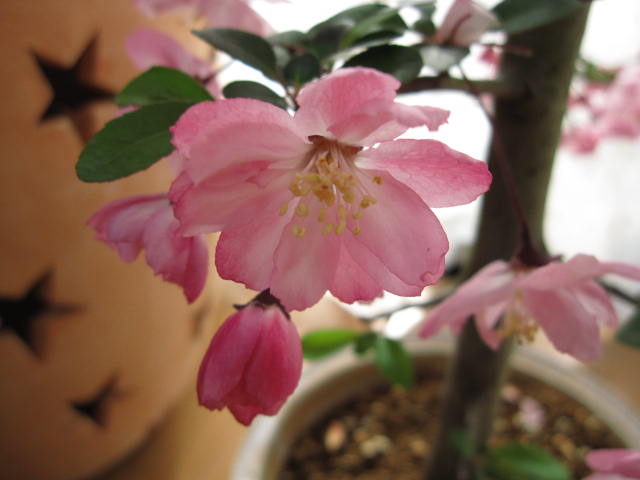 4月1日以降のお届けは開花終了苗となります。2024年4月頃開花予定　桜苗【花海棠桜 】【桜】　大苗桜庭木