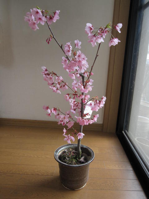 桜 【桜鉢植】 【桜】　陽光桜