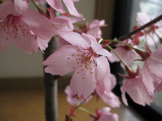 楽天市場 桜 桜鉢植 桜 陽光桜 園芸百貨店何でも揃うこぼんさい 楽天市場 桜 桜鉢植 桜 陽光桜 園芸百貨店何でも揃うこぼんさい