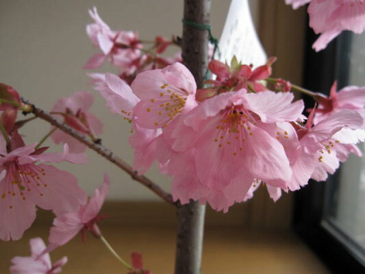 楽天市場 桜 桜鉢植 桜 陽光桜 園芸百貨店何でも揃うこぼんさい 楽天市場 桜 桜鉢植 桜 陽光桜 園芸百貨店何でも揃うこぼんさい