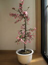 鉢植えハナカイドウ 【花海棠】 ハナカイドウ 2025年花芽付の花海棠となります。