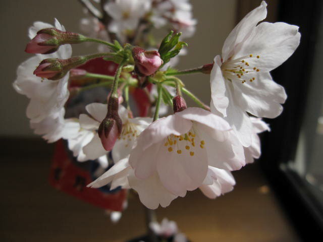 2024年3月に開花鉢植えで育てるソメイヨシノ桜 4月のお届けは葉桜でのお届け【染井吉野桜】 【ポット苗】 高さ 50センチ前後 鉢植えにお勧めサイズ