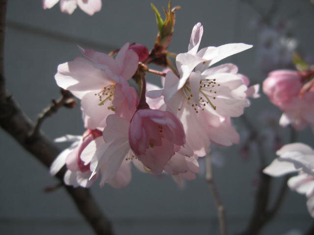 十月桜盆栽鉢植えサクラ 【桜】 信楽鉢入り しだれ桜 十月サクラ 2020年11月開花花芽付の桜盆栽となります。