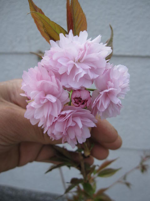 桜【菊しだれ桜】　鉢植え桜　　2022年4月頃開花します。しだれ桜