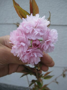 桜【菊しだれ桜】　鉢植え桜　　2019年4月頃開花します。しだれ桜