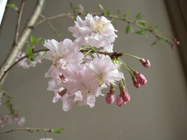 桜苗庭木用植樹におすすめ2024年4月開花予定の桜苗