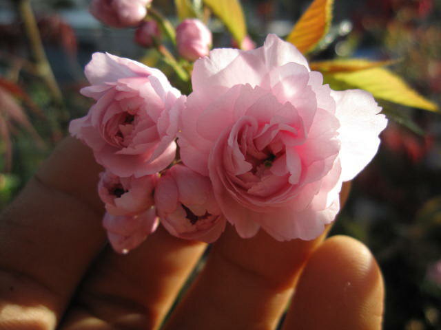 桜の苗　【兼六園菊桜 】桜庭木桜苗