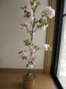 【桜鉢植】 【桜の鉢植え】 松月桜 2025年開花予定