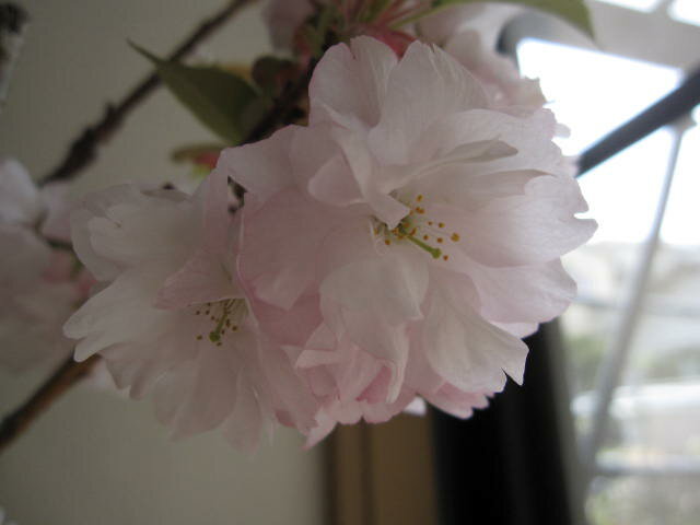 2024年4月に開花予定さくら盆栽向け　ポット入り松月桜　春の青空に一番美しく映える桜です　ボンサイ