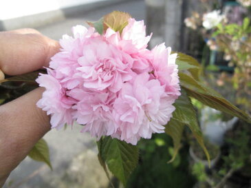 桜【菊しだれ桜】　鉢植え桜　　2019年4月頃開花します。しだれ桜