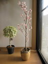 【鉢植えでお花見桜 4月に開花 】【桜】 信楽鉢入り 自宅のシンボルツリーに桜