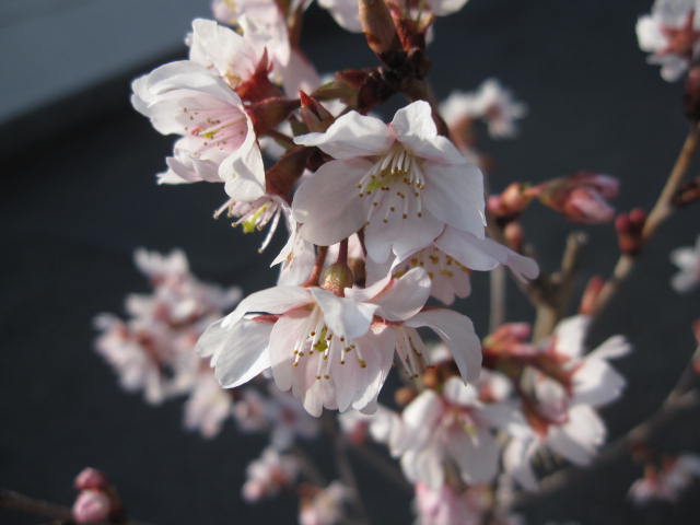 自宅でサクラのお花見が楽しめる桜鉢植え 少し早咲きのさくら啓翁桜【鉢植えでお花見桜 】【桜】 2024年開花3月頃信楽鉢入り 自宅のシンボルツリーに桜