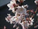 自宅でサクラのお花見が楽しめる桜鉢植え　少し早咲きのさくら啓翁桜【鉢植えでお花見桜 】【桜】　2024年開花3月頃信楽鉢入り 　自宅..