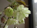 プレゼントに桜鉢植えウコン桜鬱金桜桜鉢植4月頃開花