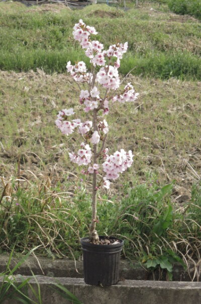 楽天市場 植樹記念樹におすすめソメイヨシノ桜 21年4月開花苗故郷を桜で美しく桜の苗 染井吉野桜 庭木桜 ソメイヨシノ染井吉野桜の苗 入学 卒業 卒園 誕生などの記念樹にも人気のサクラです 園芸百貨店何でも揃うこぼんさい 楽天市場 植樹記念樹におすすめソメイヨシノ桜 21年4月開花苗故郷を桜で美しく桜の苗 染井吉野桜 庭木桜 ソメイヨシノ染井吉野桜の苗 入学 卒業 卒園 誕生などの記念樹にも人気のサクラです 園芸百貨店何でも揃うこぼんさい